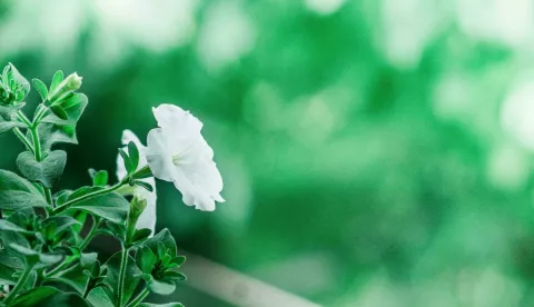 Tri nevjerojatne biljke koje svijetle u mraku