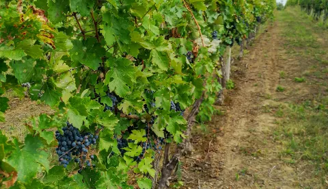 BARANJA- 04.09.2022., Landranje Baranjom, slobodnjak, ilustracija, vinograd, vinova loza, grožđe, grozd, crno grožđe, berba.Foto: Andrea Ilakovac