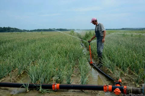 19.07.2019., Garesnica - U doba suse za spas poljoprivrednih kultura ratarima je pozeljan sustav navodnjavanja uz svakodnevno prskanje. "nPhoto: Damir Spehar/PIXSELL