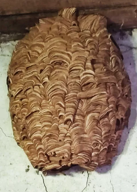 SLATINA, Gnijezdo stršljena, 04.12.2025., foto: Album Darka Vujića