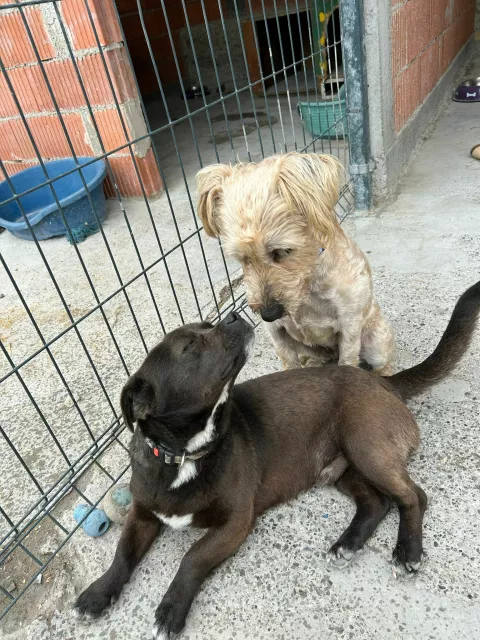 VINKOVCIUdruge koje brinu o životinjama upozoravaju kako je na našim ulicama najviše napuštenih životinja, poglavito pasa i mačaka, za ljetnih mjeseci,"hotel" - Salaš za pse u Marincima ?2025.