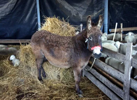 magarac stado ovaca 2025.baranja