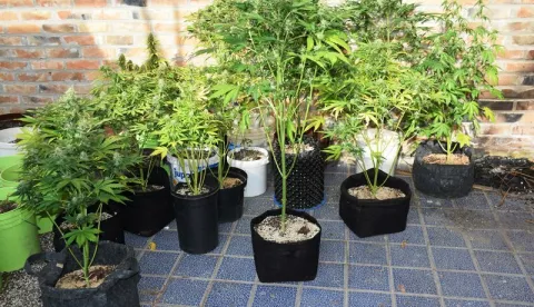 Na području Baranje zaplijenjena marihuana