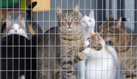 Tenja, 05. 02. 2025., Ulica Svete Ane 66, Udruga 9 života, Mirta Salopek Kotromanović - voditeljica udruge, mačke, mačka, sklonište za mačke, napuštene mačkeSNIMIO BRUNO JOBST