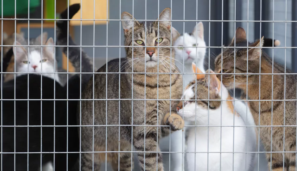 Tenja, 05. 02. 2025., Ulica Svete Ane 66, Udruga 9 života, Mirta Salopek Kotromanović - voditeljica udruge, mačke, mačka, sklonište za mačke, napuštene mačkeSNIMIO BRUNO JOBST