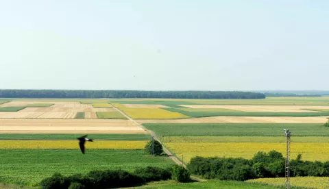 Grad poljoprivrednicima: Potpore za proizvođače paprike, voćare, medare...