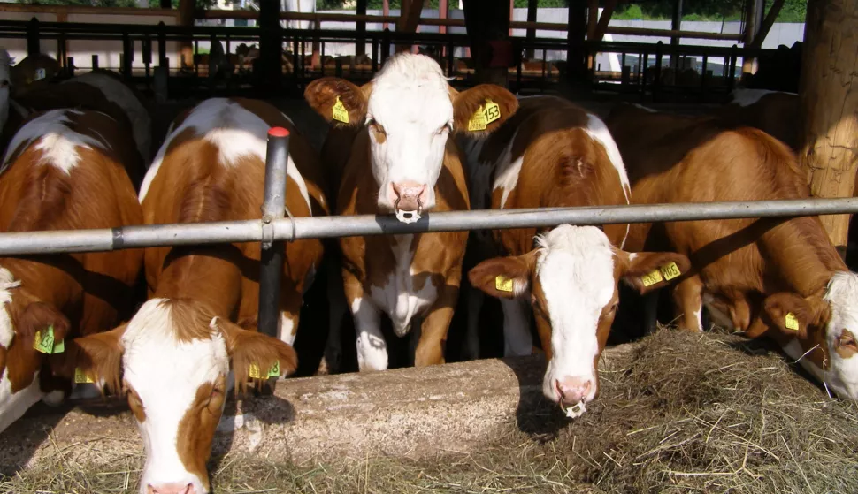 simentalac govedarstvo poljoprivreda stočarstvo