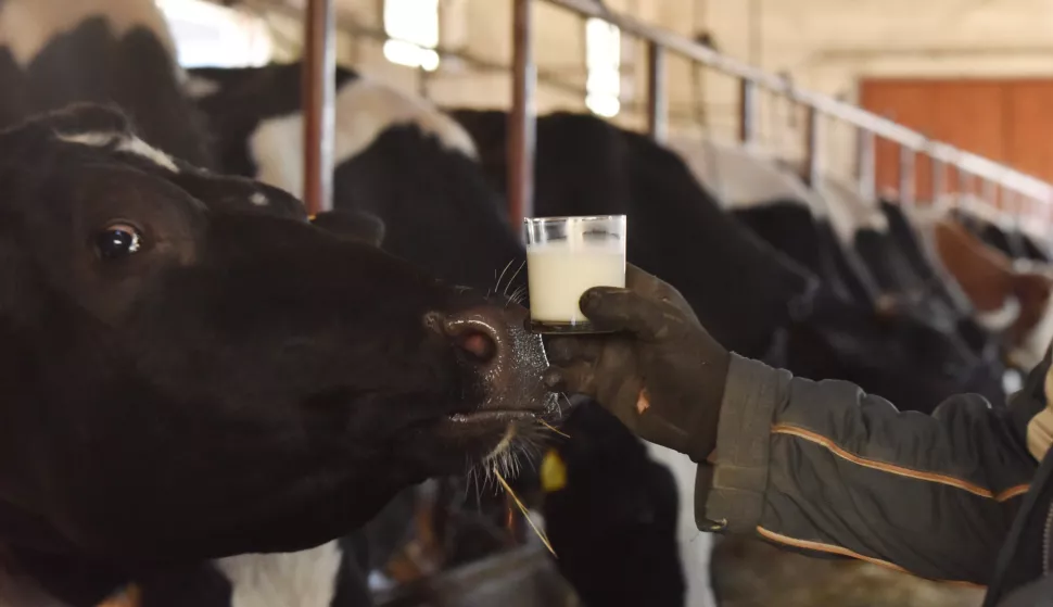 04.03.2016., Markovac - Jedan od najvecih proizvodjaca kravljeg mlijeka Milivoj Manojlovic iz Markovca, Opcina Biskupija, nije zadovoljan niskom otkupnom cijenom mlijeka koja je u Hrvatskoj jako mala. rPhoto: Hrvoje Jelavic/PIXSELL