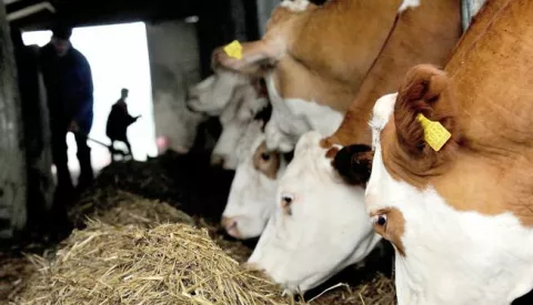 14.08.2014., Kustani, Sveti Ivan Zabno - OPG Dragutina Besteka. Photo: Daniel Kasap/PIXSELL------4 stupca colornovosti