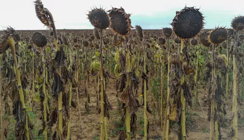 BARANJA- 04.09.2022., Landranje Baranjom, slobodnjak, ilustracija, polja suncokreta, suncokreti, suša,.Foto: Andrea Ilakovac
