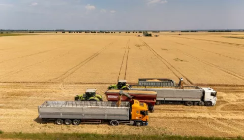 Žito grupa, žetva, pšenica, kombajn, srpanj 2025. 