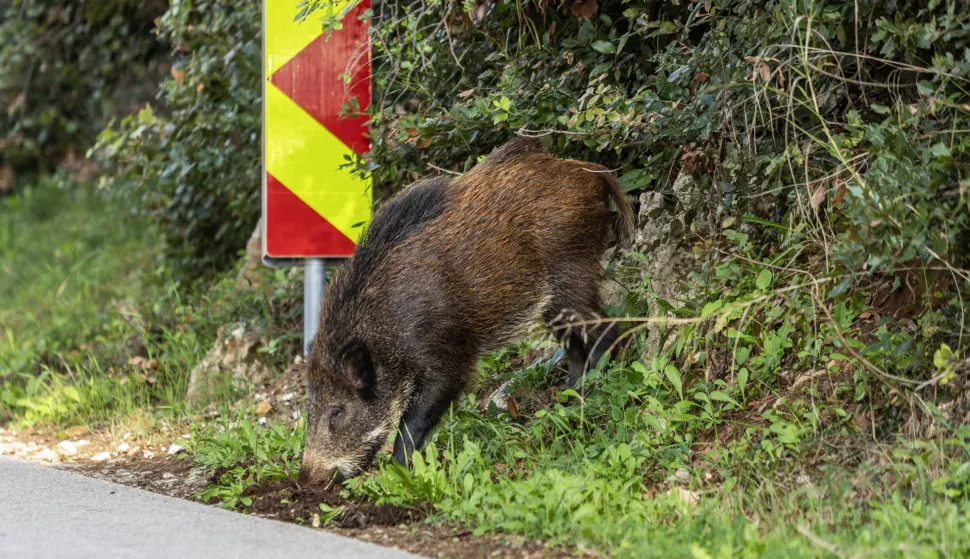 06.11.2024., Pula - Na jugu Istre divljih je svinja sve vise i sve dublje zalaze u naseljena mjesta. Pojavile su se na cesti izmedju Vinkurana i Banjola kod Pule trazeci hranu. Stanovnici ih se boje, zbog njih zovu i policiju. Bliski susreti sada su im neugodna svakodnevica. Photo: Srecko Niketic/PIXSELL