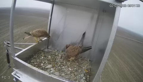 kopački rit vjetruše