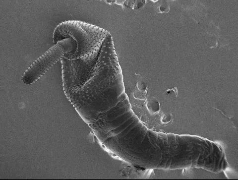 ZNANSTVENICE IRB-A OTKRILE GENE POTENCIJALNO OSJETLJIVE NA TOKSIČNE METALENametnik iz rijeke Krke pomaže u borbi protiv zagađenjasrpanj 2025.