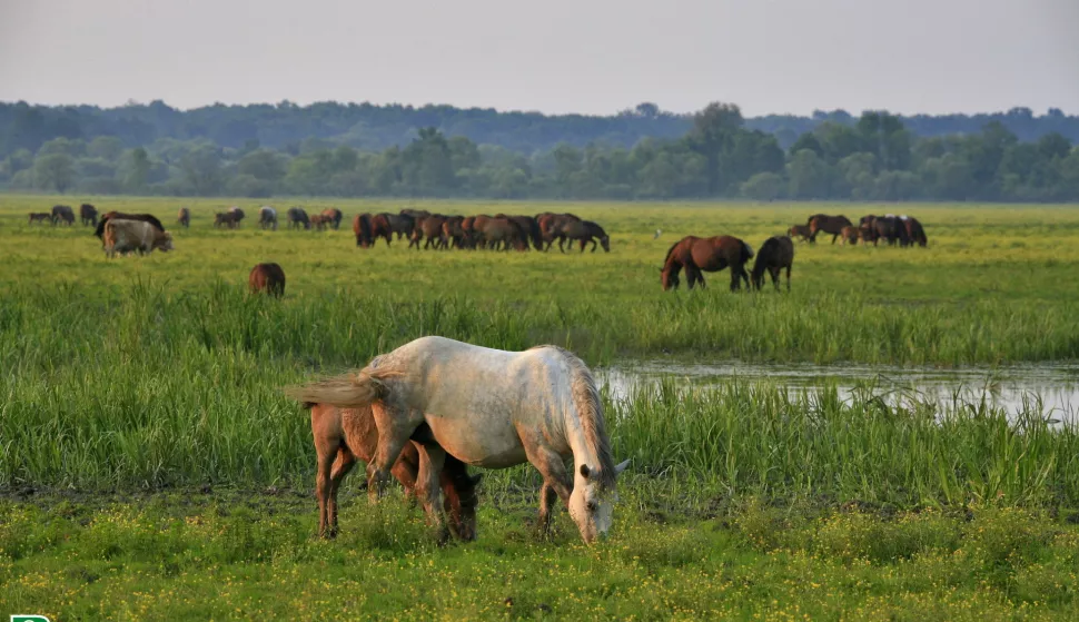 Kutina, 25.07.2025. - Za uginulu stoku od posljedica zaraze bedrenicom stočari će od države dobiti naknadu od 1.500 do 1.700 eura, a to se odnosi i na stočare iz Lonjskog polja u kojem je zaraza izbila 2022. godine, rekao je u petak ministar poljoprivrede David Vlajčić, nakon sastanka sa stočarima Lonjskog polja. foto HINA/ Nikola BLAŽEKOVIĆ/ tm