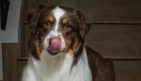 pas oblizuje se glad