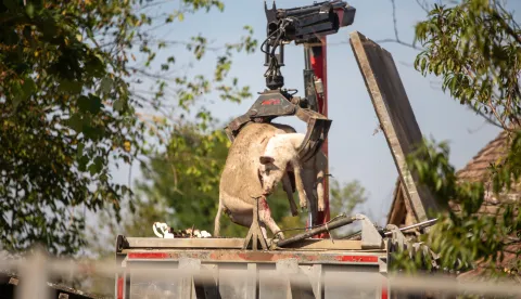 18.09.2022., Komletinci - Odvoz ubijenih svinja iz dvorista. Photo: Borna Jaksic/PIXSELL