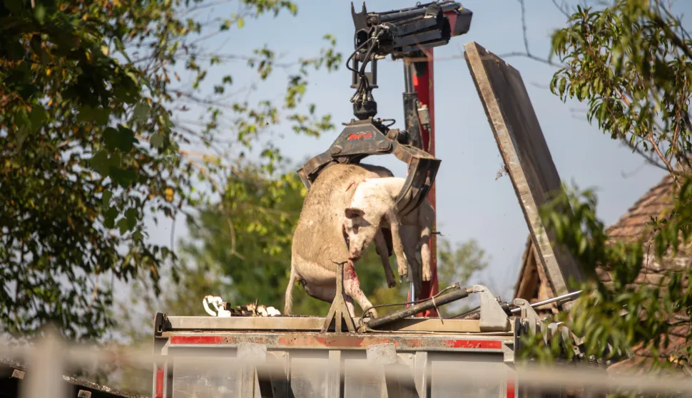 18.09.2022., Komletinci - Odvoz ubijenih svinja iz dvorista. Photo: Borna Jaksic/PIXSELL
