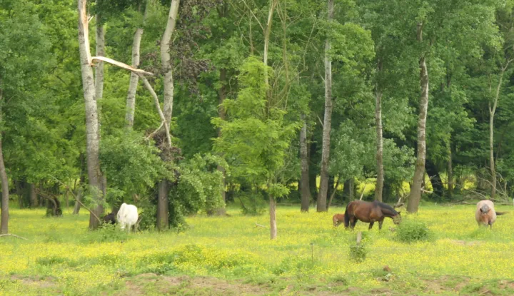 Kutina, 25.07.2025. - Za uginulu stoku od posljedica zaraze bedrenicom stočari će od države dobiti naknadu od 1.500 do 1.700 eura, a to se odnosi i na stočare iz Lonjskog polja u kojem je zaraza izbila 2022. godine, rekao je u petak ministar poljoprivrede David Vlajčić, nakon sastanka sa stočarima Lonjskog polja. foto HINA/ Nikola BLAŽEKOVIĆ/ tm