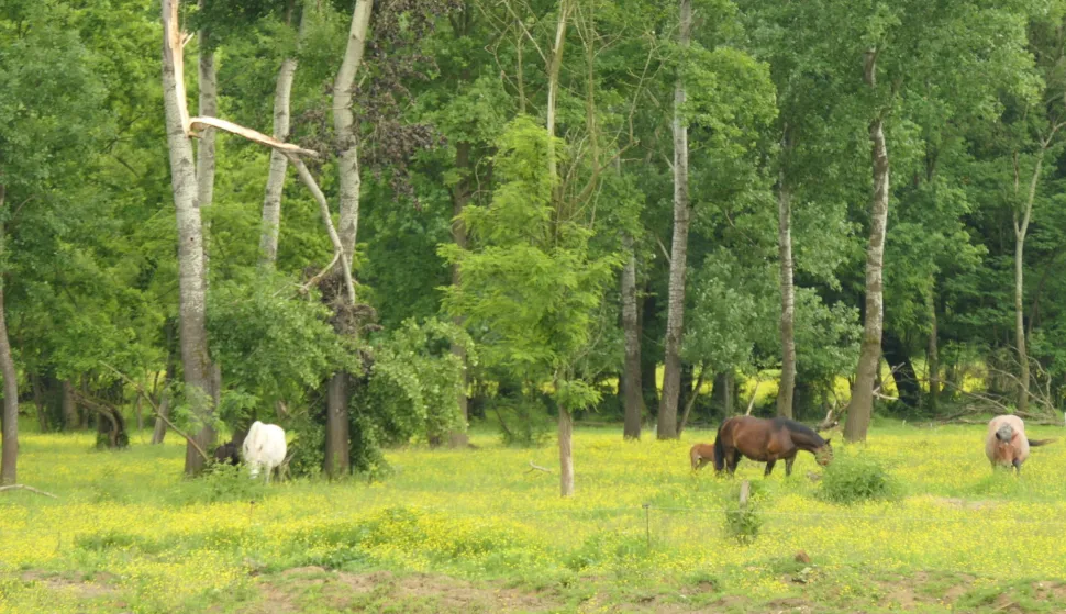 Kutina, 25.07.2025. - Za uginulu stoku od posljedica zaraze bedrenicom stočari će od države dobiti naknadu od 1.500 do 1.700 eura, a to se odnosi i na stočare iz Lonjskog polja u kojem je zaraza izbila 2022. godine, rekao je u petak ministar poljoprivrede David Vlajčić, nakon sastanka sa stočarima Lonjskog polja. foto HINA/ Nikola BLAŽEKOVIĆ/ tm