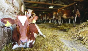 08.08.2016., Karanac - Farma goveda Karanac, pocetak cijepljenja goveda protiv bolesti kvrgave koze.Photo: Marko Mrkonjic/PIXSELL------4 st color ekonomija