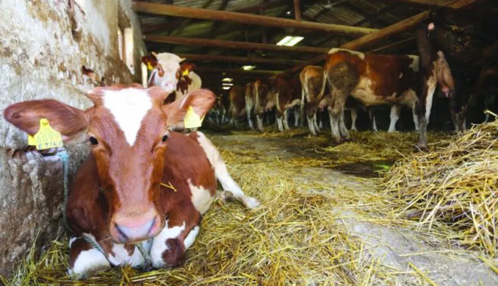 08.08.2016., Karanac - Farma goveda Karanac, pocetak cijepljenja goveda protiv bolesti kvrgave koze.Photo: Marko Mrkonjic/PIXSELL------4 st color ekonomija