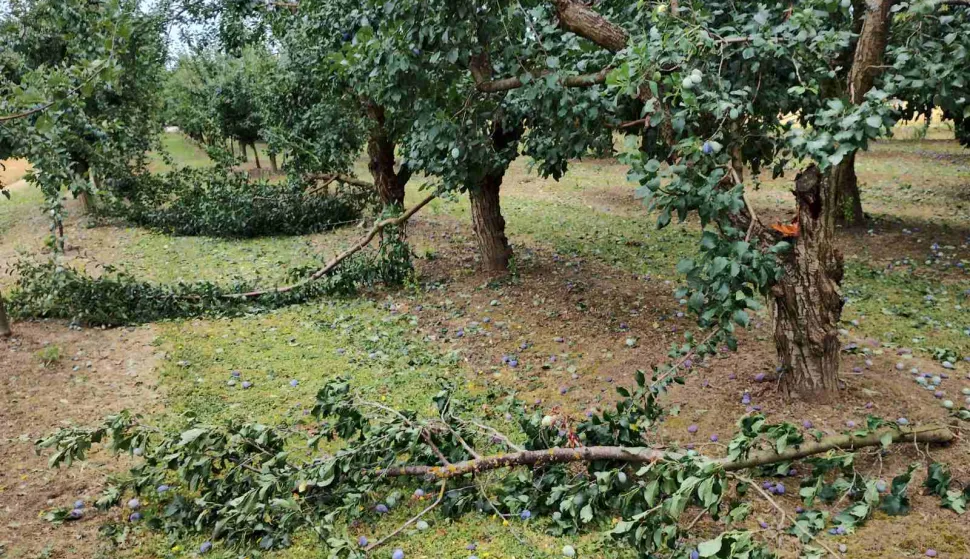 DUGA MEĐA - Šljivik Mirka Bušljete u Dugoj Međi