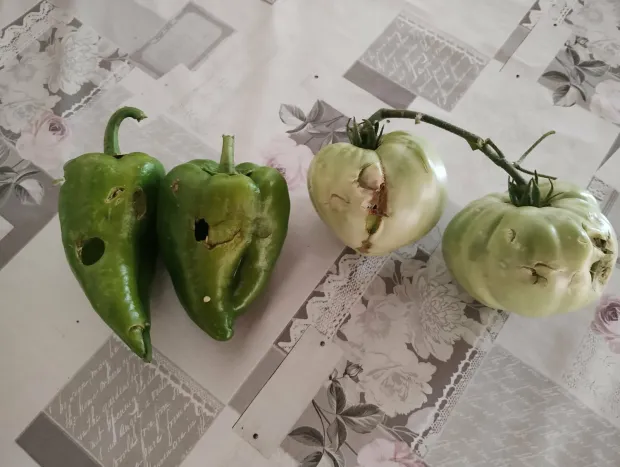 DUGA MEĐA - Obralo papriku i rajčicu Mirka Bušljete u Dugoj Međi