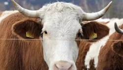 12.11.2017., Fuzine - Farma krava na Lickom polju pored sela Lic u Gorskom kotaru. Photo: Goran Kovacic/PIXSELL------dva stupca novosti