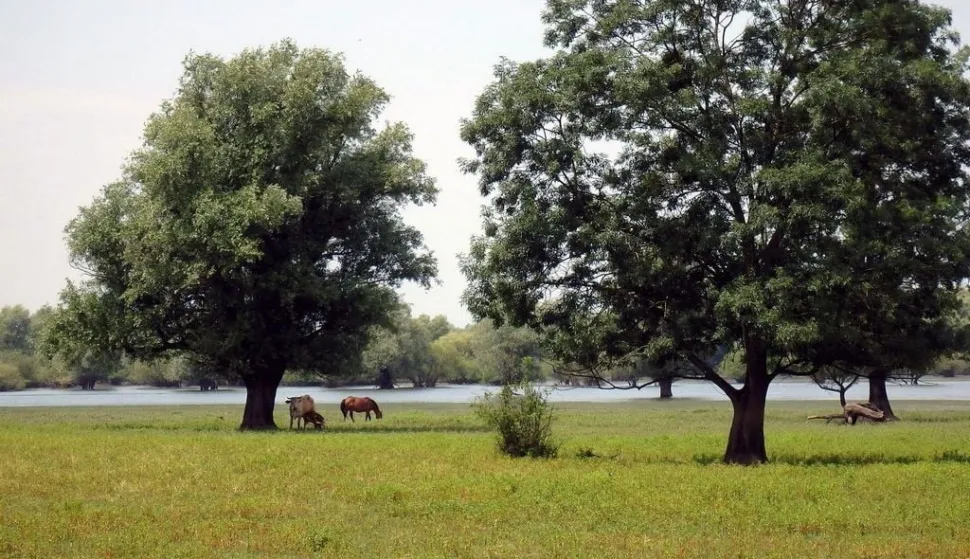 Kutina, 25.07.2025. - Za uginulu stoku od posljedica zaraze bedrenicom stočari će od države dobiti naknadu od 1.500 do 1.700 eura, a to se odnosi i na stočare iz Lonjskog polja u kojem je zaraza izbila 2022. godine, rekao je u petak ministar poljoprivrede David Vlajčić, nakon sastanka sa stočarima Lonjskog polja. foto HINA/ Nikola BLAŽEKOVIĆ/ tm