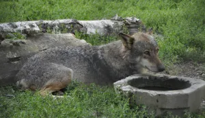 Vuk ilustracijaSNIMIO: VLADIMIR GRGURIĆ