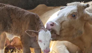 Kutina, 25.07.2025. - Za uginulu stoku od posljedica zaraze bedrenicom stočari će od države dobiti naknadu od 1.500 do 1.700 eura, a to se odnosi i na stočare iz Lonjskog polja u kojem je zaraza izbila 2022. godine, rekao je u petak ministar poljoprivrede David Vlajčić, nakon sastanka sa stočarima Lonjskog polja. foto HINA/ Nikola BLAŽEKOVIĆ/ tm