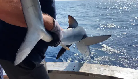 Zagreb, 3.8.2025. - Znanstvenici su u sklopu istraživanja pelagičnih vrsta morskih pasa u Jadranu, postavili na modrulja dugog gotovo dva metra satelitski odašiljač koji bi za šest mjeseci trebao poslati podatke o dosad slabo istraženom kretanju te strogo zaštićene vrste u Jadranskom moru. Na fotografiji modrulj ide u more. foto HINA/ Alen Soldo/ ml