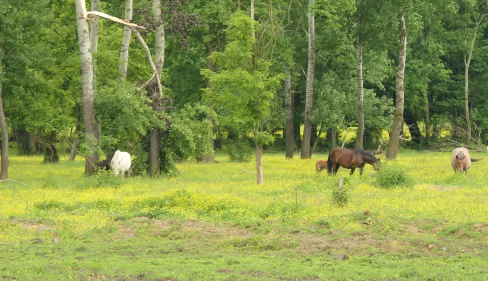 Kutina, 25.07.2025. - Za uginulu stoku od posljedica zaraze bedrenicom stočari će od države dobiti naknadu od 1.500 do 1.700 eura, a to se odnosi i na stočare iz Lonjskog polja u kojem je zaraza izbila 2022. godine, rekao je u petak ministar poljoprivrede David Vlajčić, nakon sastanka sa stočarima Lonjskog polja. foto HINA/ Nikola BLAŽEKOVIĆ/ tm