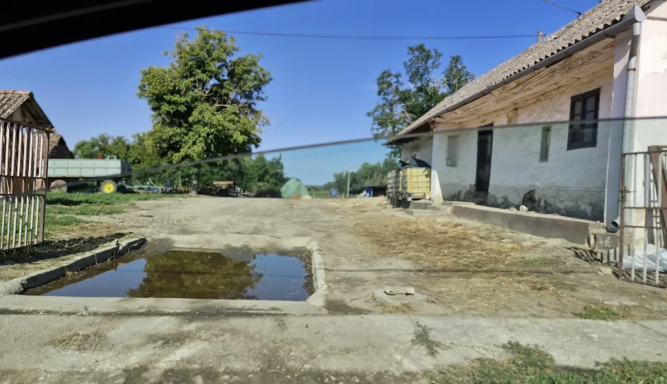 Afrička svinjska kuga u Jagodnjaku