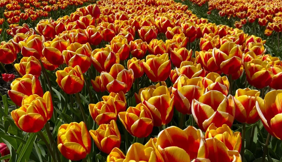 cvijeće plantaža Nizozemska