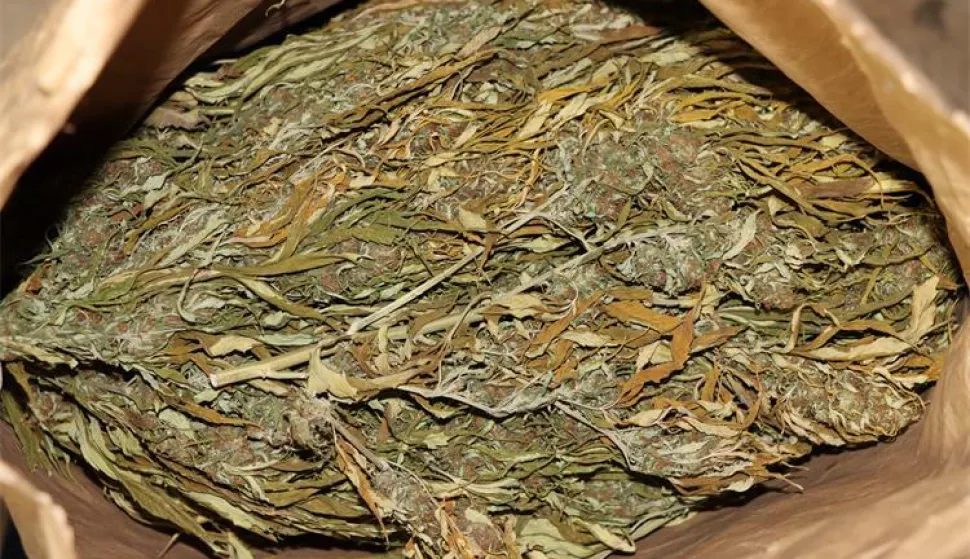 Kod 40-godišnjaka na valpovačkom području pronađeno više od 890 kg marihuane, marihuana, ilustracija