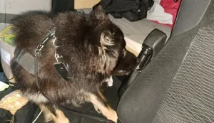 Pas za detekciju - novca