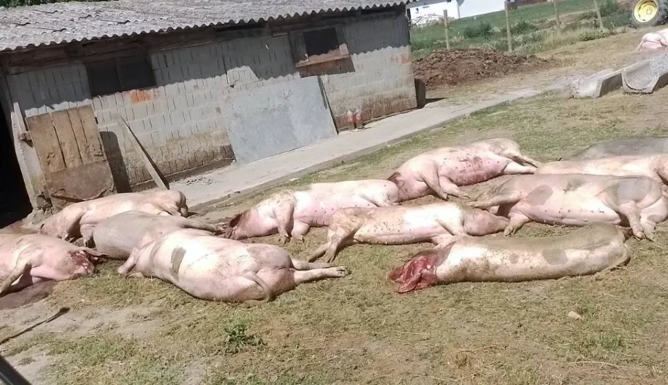 Gotova eutanazija svinja u Jagodnjaku, nitko ne zna koliku odštetu očekivati