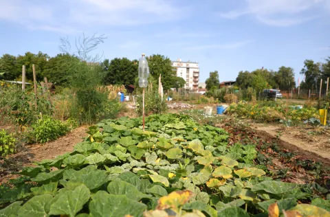 Osijek, 06. 08. 2025., Jug 2, Osječki urbani vrtovi, urbani vrtovi, Udruga Osvrt, poljoprivreda, povrće, voće, uzgajanje SNIMIO BRUNO JOBST