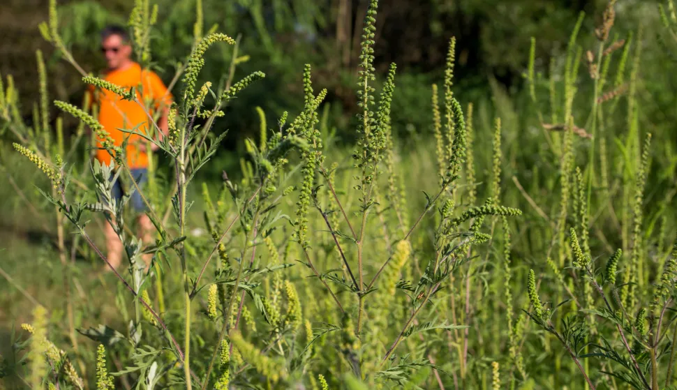 20.08.2018., Osijek - Ambrozija je korovna, vrlo invazivna biljka. Proizvodi velike kolicine peluda koji je jedan od najjacih prirodnih alergena. Ambrozija cvate pocetkom srpnja, a vrhunac doseze u razdoblju od sredine kolovoza do pocetka rujna. Simptomi alergije ukljucuju kihanje, zacepljen nos, nadrazene i crvene oci i grlo. "nPhoto: Dubravka Petric/PIXSELL 