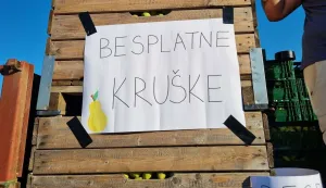 voće voćari ilustracija kruške jabuke m.flego