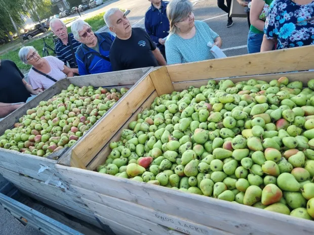 voće voćari ilustracija kruške jabuke m.flego