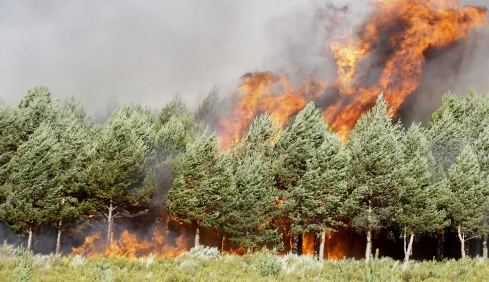 epa12302011 Flames burn a wooded area near the town of Castromil in Zamora province, Spain, 15 August 2025. EPA/MARIAM A. MONTESINOS