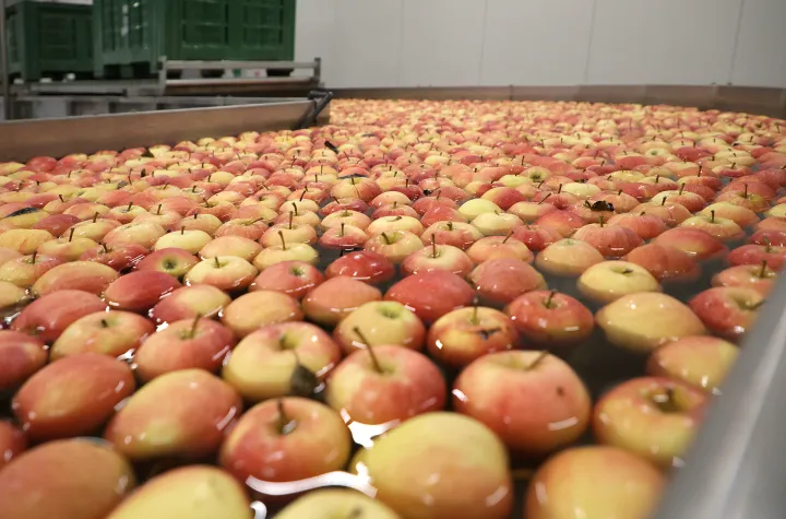 Osijek, 17. 04. 2025., RDC, Regionalni centar za voće i povrće, obilazak, jabuke; bazenSNIMIO BRUNO JOBST