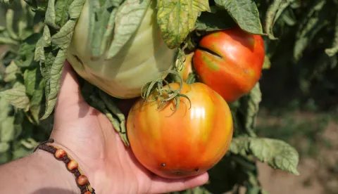 Osijek, 06. 08. 2025., Jug 2, Osječki urbani vrtovi, urbani vrtovi, Udruga Osvrt, poljoprivreda, povrće, voće, uzgajanje, rajčica; rajčice; paradajz SNIMIO BRUNO JOBST