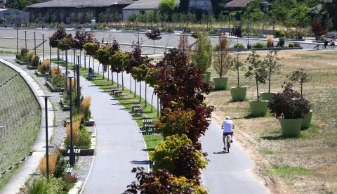 Osijek, 31. 07. 2025., slobodnjak; slobodnjaci; donjogradska promenada; ljeto; hortikultura, stabla; mlada stablaSNIMIO BRUNO JOBST