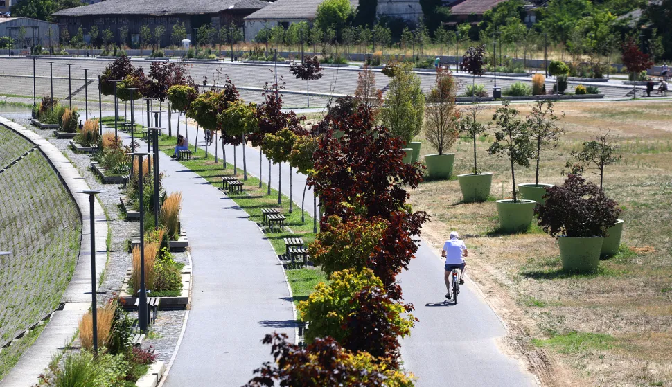Osijek, 31. 07. 2025., slobodnjak; slobodnjaci; donjogradska promenada; ljeto; hortikultura, stabla; mlada stablaSNIMIO BRUNO JOBST