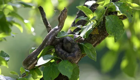 09.06.2009. Slunj, Hrvatska - Toma Potnar (48) iz Slunja jedan je od tri registrirana zmijara u hrvatskoj.Prvog poskoka ulovio je sa 13 godina.Danas mu imunoloski institut u Zagrebu placa 10 eura za svaku ulovljenu zmiju.Poskok je prepoznatljiv je po roscicu na nosu. Najveca je europska zmija otrovnica, a naraste od 60 do 80 centimetara, muzjaci i do jednog metra. Boja mu moze biti siva u muzjaka i sivosmedja ili crvenosmedja u zenki. Duz ledja do repa ima cik-cak saru. Vrh repa je crven, narancast, zuckast ili zelen. Photo: Igor Kralj/24sata
