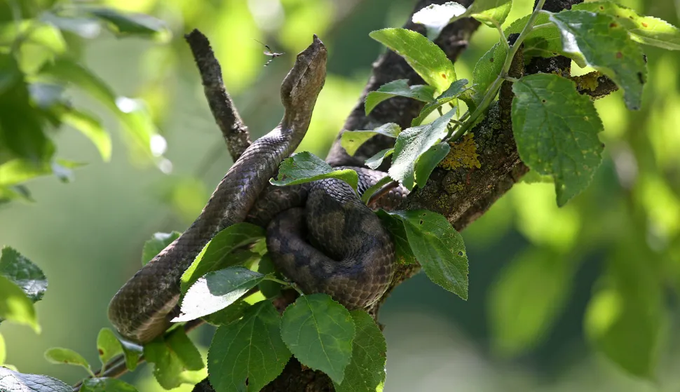 09.06.2009. Slunj, Hrvatska - Toma Potnar (48) iz Slunja jedan je od tri registrirana zmijara u hrvatskoj.Prvog poskoka ulovio je sa 13 godina.Danas mu imunoloski institut u Zagrebu placa 10 eura za svaku ulovljenu zmiju.Poskok je prepoznatljiv je po roscicu na nosu. Najveca je europska zmija otrovnica, a naraste od 60 do 80 centimetara, muzjaci i do jednog metra. Boja mu moze biti siva u muzjaka i sivosmedja ili crvenosmedja u zenki. Duz ledja do repa ima cik-cak saru. Vrh repa je crven, narancast, zuckast ili zelen. Photo: Igor Kralj/24sata